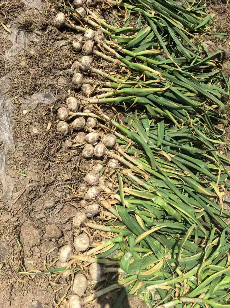 中国老蒜季即将结束：大多数供应商在四月后停止接单——请在五月底新收成前预订您的大蒜